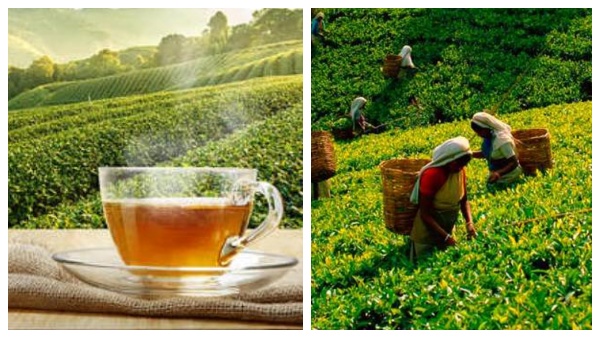 எத்தனை விதமாக டீ