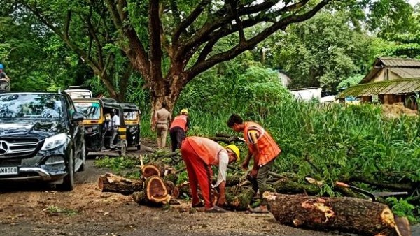 மரங்களை வெட்ட வில்லை 