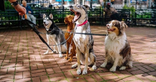 20 ஏக்கர் நிலம்