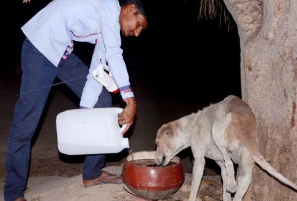 நாய்களுடன் நட்பு