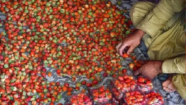 ஸ்ட்ராபெரி சாகுபடியின் முக்கியத்துவம்