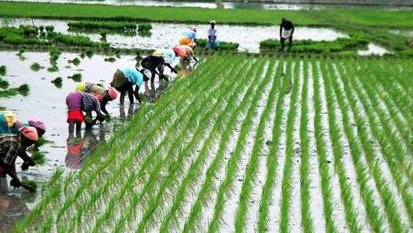 இந்தியாவில் விவசாயம் 