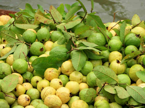 ரூ.1 கோடி வருமானம் 