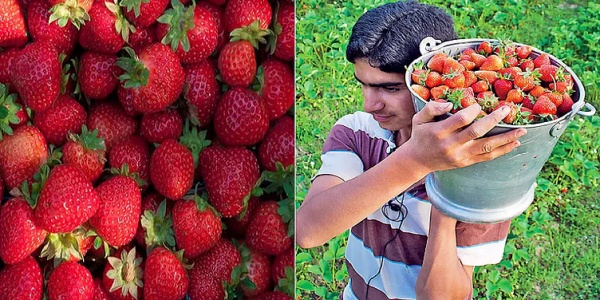 ஸ்ட்ராபெரி விவசாயம்