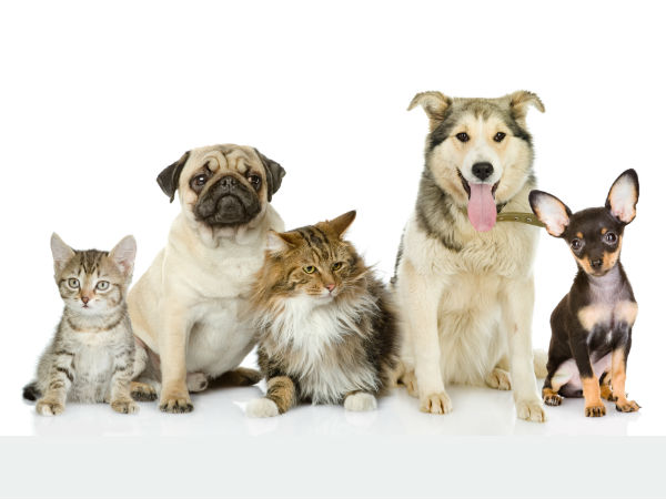 செல்லப்பிராணிகளுக்கு அனுமதி