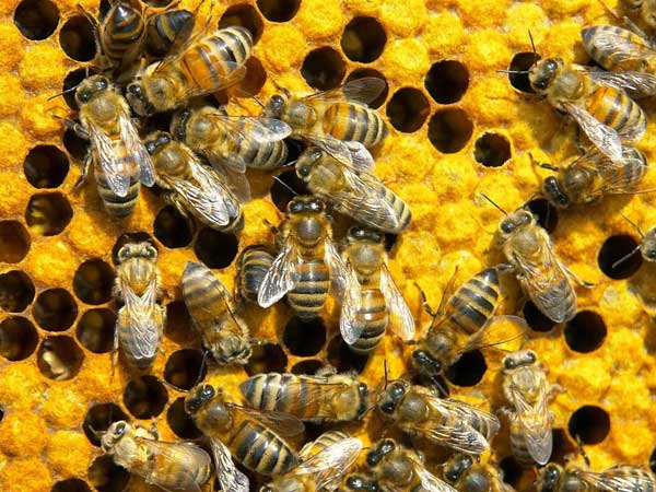 ரசாயன உரம்