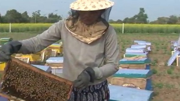 தேன் பண்ணை