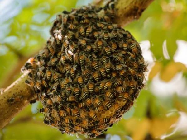 இயற்கை உரம்