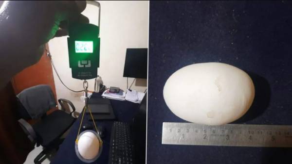 ராட்சத முட்டை 