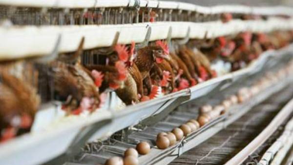 கோழிப்பண்ணை 