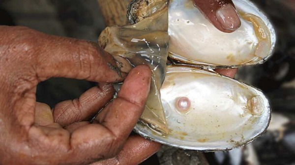 25000 சிப்பிகள் 