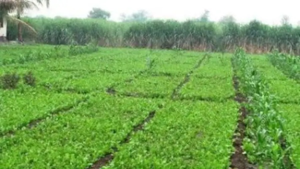 சுழற்சி முறையில் பயிர்