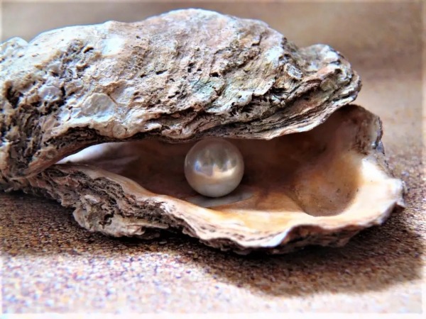 வளர்ப்பு முறை 