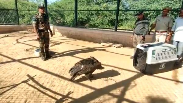 விமானத்தில் கழுகு