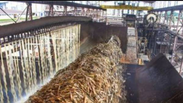 இஐடி பாரி (இந்தியா) 