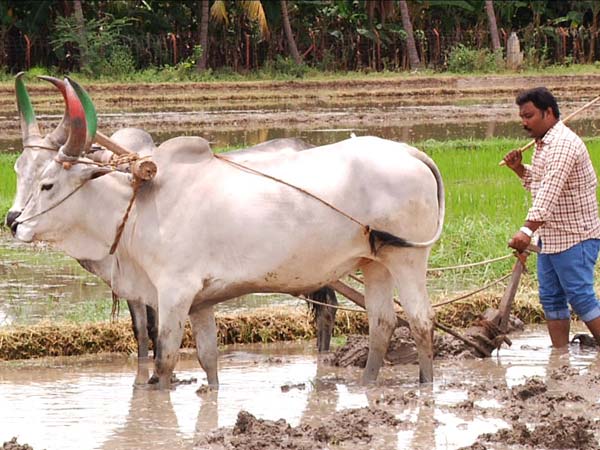 நோய் தொற்றுக் குறைப்பு 