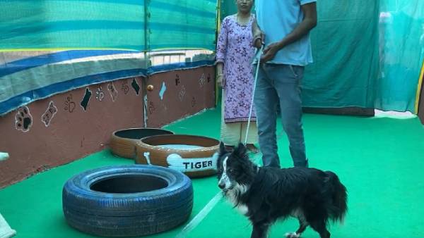  நாய்கள் மீது பாசம் 