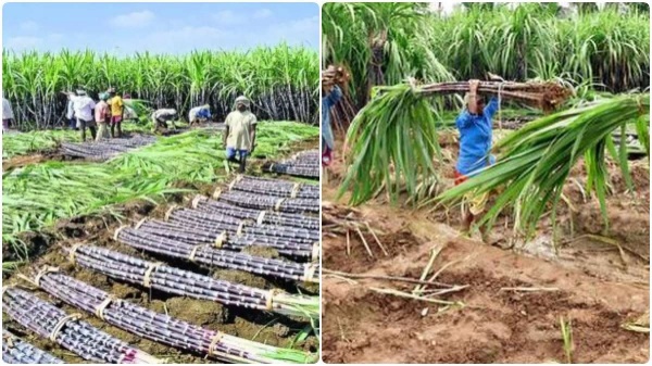 கரும்பு விவசாயிகளுக்கு ரூ.10000 கோடி நிவாரணம்