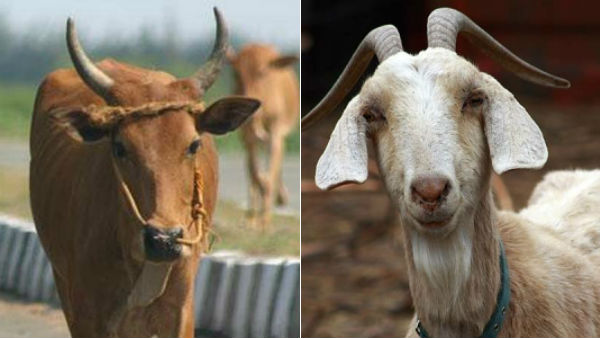 மாடு, ஆடு, தேனி வளர்ப்புக்கு ஊக்கம்