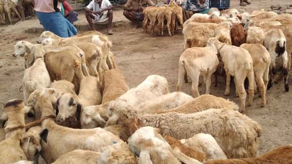  ஆட்டு பண்ணை அமைக்க தேவைப்படும் இடம்!