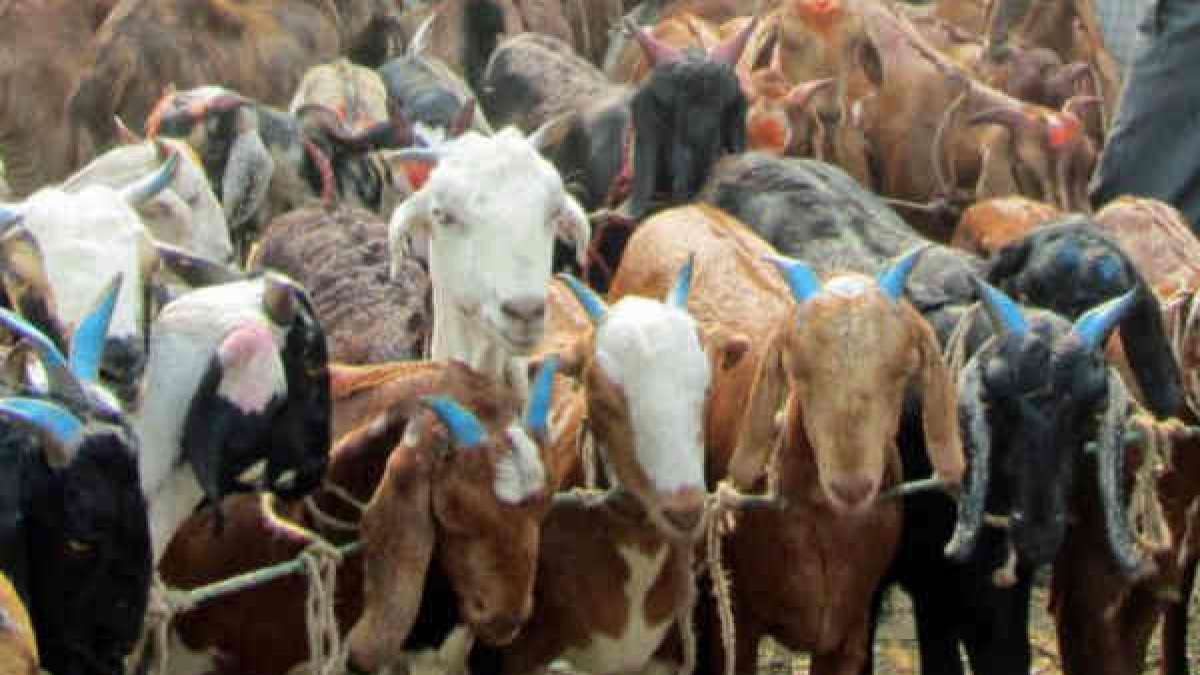  500 ஆடுகள்