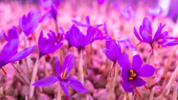  ஹைட்ரோபோனிக்ஸ் தோட்டக்கலை