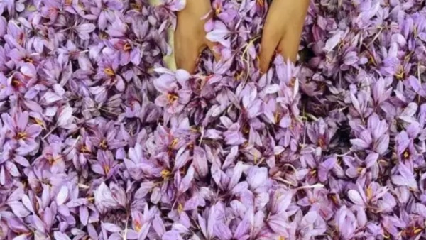  அதென்ன ஹைட்ரோபோனிக்ஸ்!