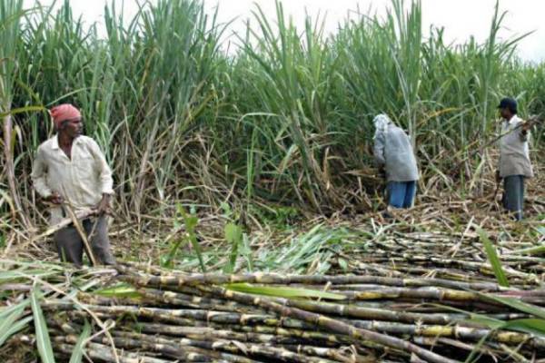 கரும்பு விவசாயிகள் ஹேப்பி