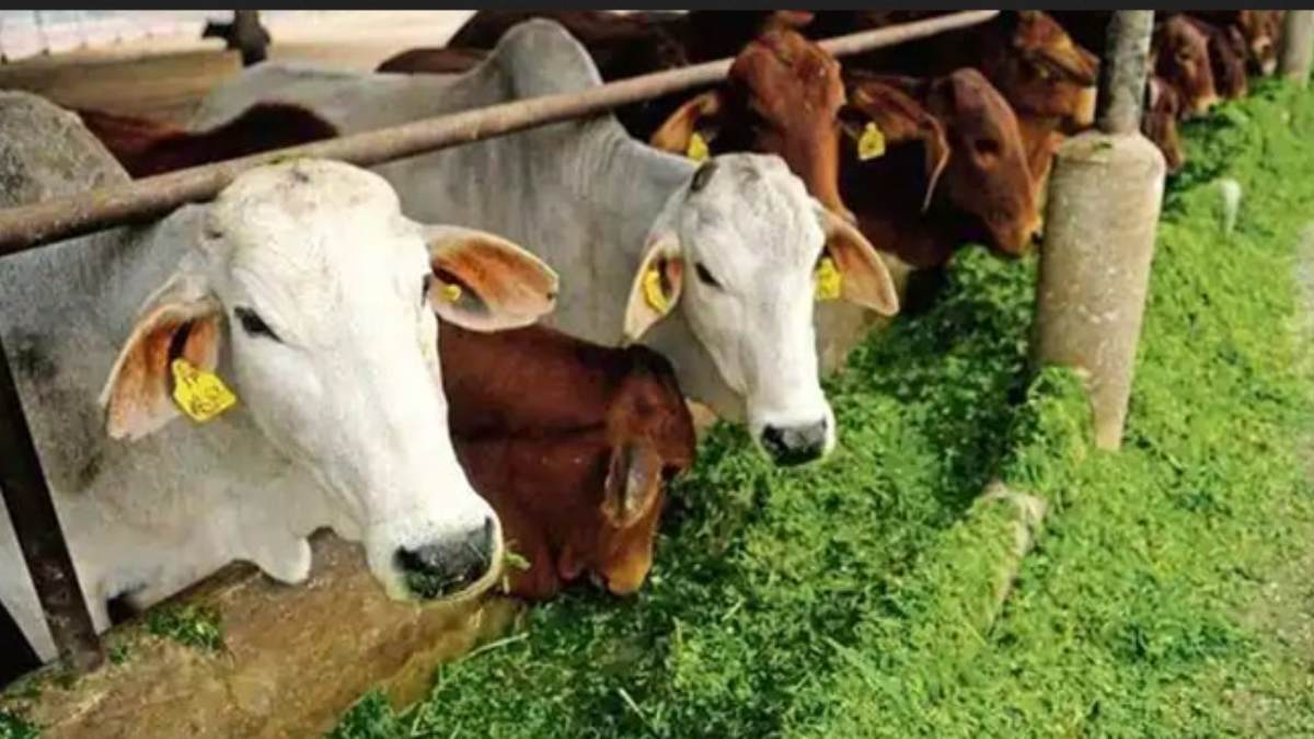 மாடுகளை ஆன்லைனில் விற்க ஈகாமர்ஸ் தளம்.. கோடிகளை அள்ளும் இளம் பெண்கள்..!