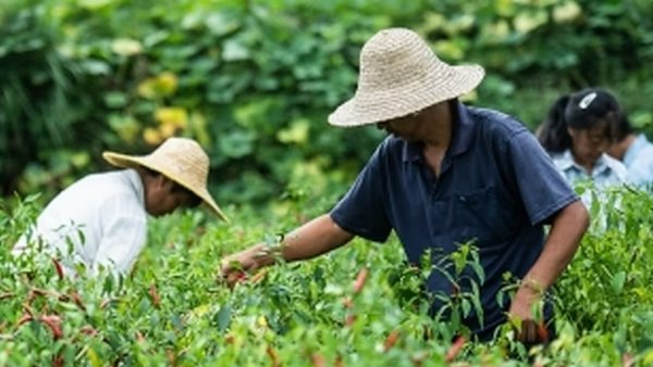 கிராமங்களுக்கு படையெடுக்கும் சீன இளைஞர்கள்.. ஜி ஜின்பிங் புதிய உத்தரவு..  சீனாவுக்கே இந்த நிலைமையா?!