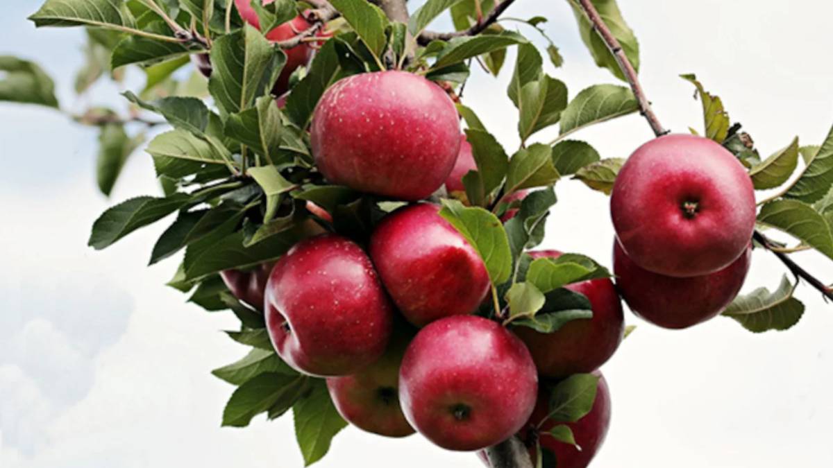 ஆப்பிள் இறக்குமதிக்கு மோடி அரசு வைத்த செக்..! 