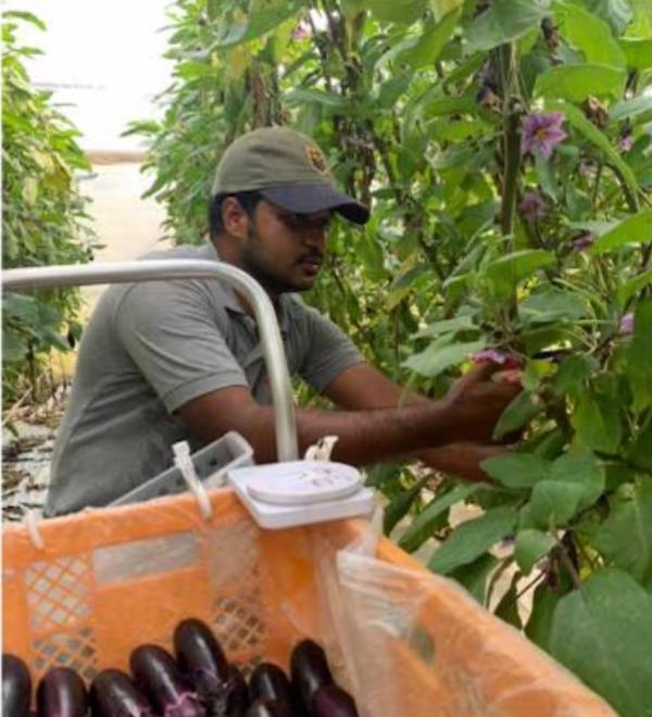 Japanல் அசத்தும் தமிழன், Infosys வேலைவிட்டுட்டு கத்திரிக்காய் வளர்ப்பு..! 2மடங்கு வருமானம்.!!