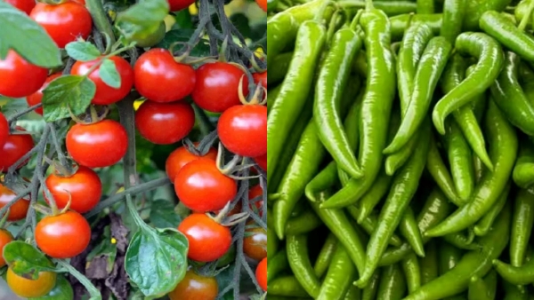  தக்காளியை தொடர்ந்து மிளகாய் விலையும் உயர்வு.. கிலோ 350 ரூபாய்.. அதிர்ச்சியில் மக்கள்..! 