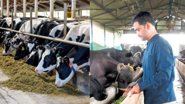 ஐடி வேலையை தூக்கியெறிந்து மாடு மேய்க்கும் டெக் ஊழியர்.. ஐடி சம்பளத்தை விட 2 மடங்கு வருமானம்..!! 