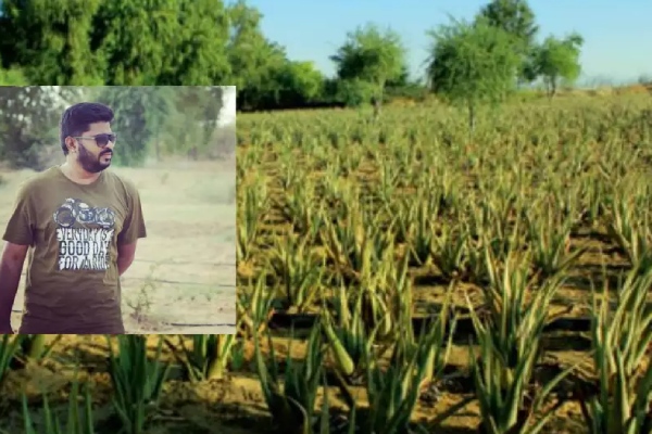 Aloe Vera விவசாயத்தில் கோடி கணக்கில் வருமானம்.. வாவ், இப்படி பிஸ்ன்ஸ் ஐடியா இருக்கா..?