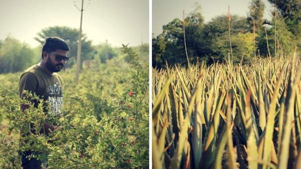 Aloe Vera விவசாயத்தில் கோடி கணக்கில் வருமானம்.. வாவ், இப்படி பிஸ்ன்ஸ் ஐடியா இருக்கா..?