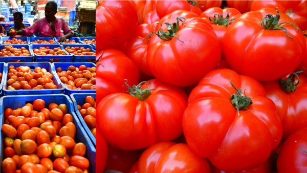 தக்காளி: இந்த விவசாய குடும்பத்தின் தலையெழுத்தே மாறிடுச்சு.. விலை உயர்வால் நடந்த அற்புதம்..! 