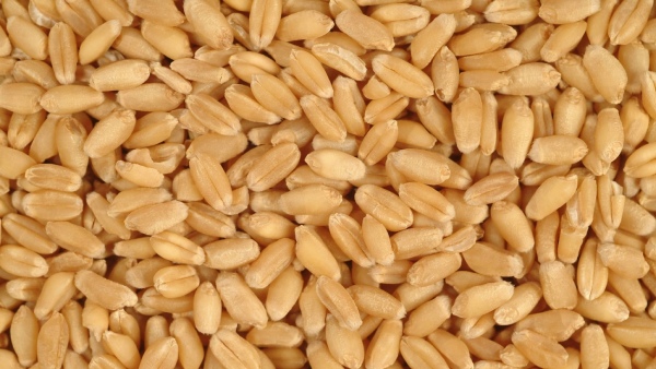 இதுக்கு ஒரு முடிவே கிடையாதா.. தக்காளி, அரிசி தொடர்ந்து கோதுமை விலை உயர்வு..! 