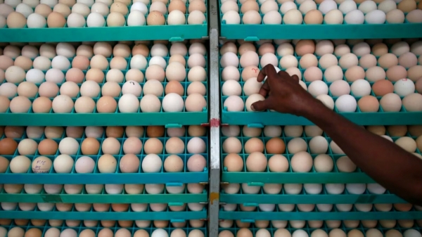 இலங்கைக்கு 92 கோடி முட்டை ஏற்றுமதி செய்யும் இந்தியா.. அப்போ முட்டை விலை உயருமா..? 