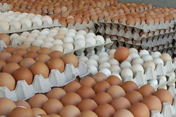 இலங்கைக்கு 92 கோடி முட்டை ஏற்றுமதி செய்யும் இந்தியா.. அப்போ முட்டை விலை உயருமா..? 