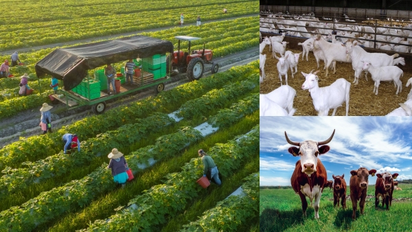 Business Idea: ஆண்டுக்கு ரூ.10 - 15 லட்சம் வரையில் லாபம்.. நம்ம ஊருக்கு சரியான பிஸ்ன்ஸ் ஐடியா..! 