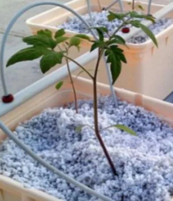 தென்னை மரத்தின் மூலம் மாசம் 4லட்சம் வருமானம்..0% வேஸ்ட் இன்ஜினியர் கண்டுப்பிடித்த சக்சஸ் பார்மூலா..!