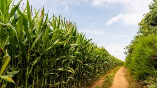 Business Idea: பேபி கார்ன் சாகுபடியில் ஆண்டுக்கு ரூ.4 லட்சம் சம்பாதிப்பது எப்படி? 