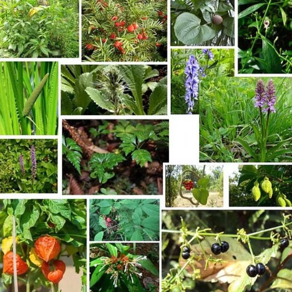 சாகுபடி செலவு கம்மிதான் ஆனால் வருமானம் அமோகம்.. அதிகம் ஆதாயம் தரும் 5 மருத்துவ செடிகள்..!! 