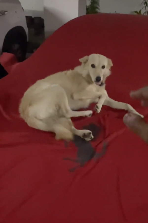 தெரு நாய்க்கு வீடாக மாறிய ஃபெராரி கார்.. ஓனர் செய்த காரியத்தால் புகழ்ந்து தள்ளும் நெட்டிசன்கள்..!! 