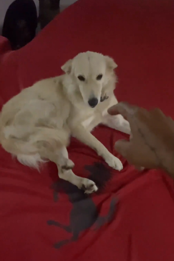 தெரு நாய்க்கு வீடாக மாறிய ஃபெராரி கார்.. ஓனர் செய்த காரியத்தால் புகழ்ந்து தள்ளும் நெட்டிசன்கள்..!! 