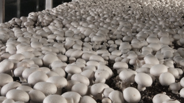 காளான் வளர்ப்பு தொழில் துவங்குவது எப்படி..? எவ்வளவு செலவாகும்