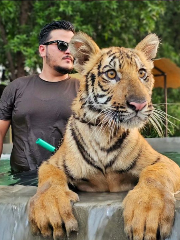 ஜாலியாக புலியுடன் வாக்கிங் சென்ற சிறுவன்.. பாகிஸ்தான் யூடியூபரின் டிரென்டிங் வீடியோ..! 