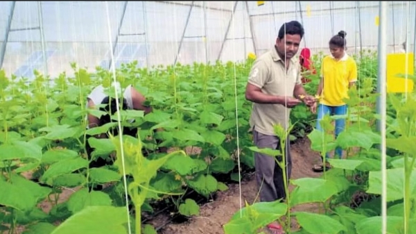 வறண்ட நிலத்தில் விவசாயத்தில் கலக்கும் முன்னாள் டெய்லர் ராம்சந்திர ரத்தோட்..! 