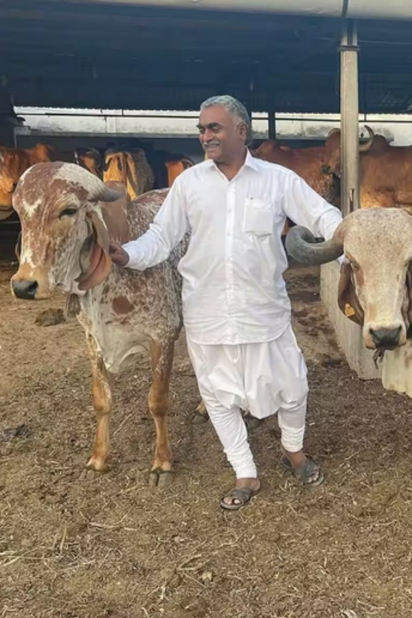 மாதம் ரூ.80 சம்பளத்துக்கு மாடு மேய்த்தவர்.. நெய் வியாபாரத்தில் ரூ.8 கோடி சம்பாதிக்கிறார்..!! 